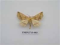 藏品(尺蛾266)的圖片